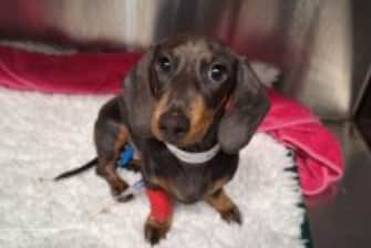 Four-month-old Dachshund Rizzo who suffered a broken leg when his big brother - a 14-year-old Doberman-black Labrador named Freeman slipped and fell on top of him.