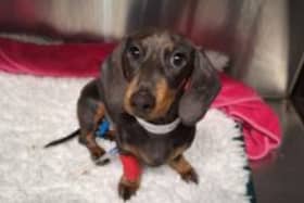 Four-month-old Dachshund Rizzo who suffered a broken leg when his big brother - a 14-year-old Doberman-black Labrador named Freeman slipped and fell on top of him.