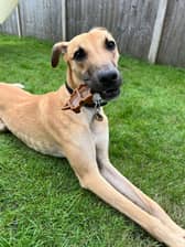 Gorgeous boy Scooby needs his forever home. 
