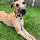 Gorgeous boy Scooby needs his forever home. 