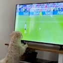 Janey Ryder's dog Mindy, watches Trent Alexander-Arnold during the panlty shoot out against Switzerland