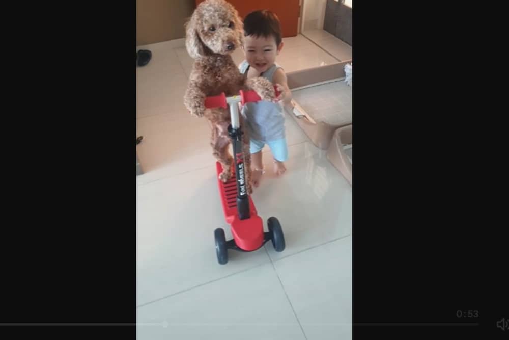 Fluffy dog rides a scooter with help of adorable toddler