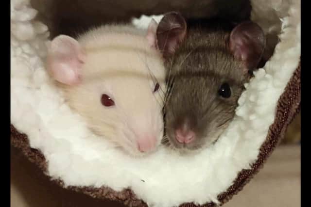 I've opened Blackpool's newest boarding house - but Arlo's Ratty Hotel ...
