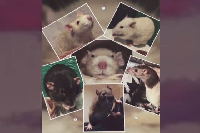 I've opened Blackpool's newest boarding house - but Arlo's Ratty Hotel ...