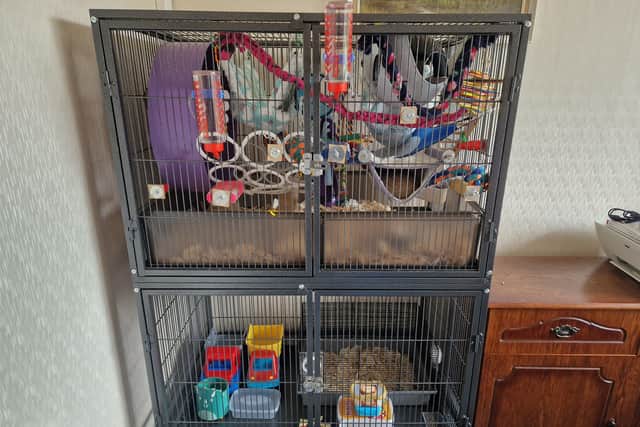 I've opened Blackpool's newest boarding house - but Arlo's Ratty Hotel ...