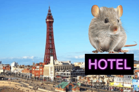 A new boarding house has opened in Blackpool - Arlo's Ratty Hotel