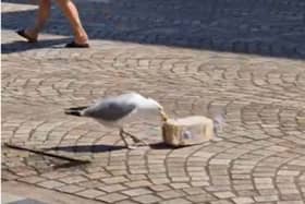 seagull steals loaf of bread on Blackpool high street