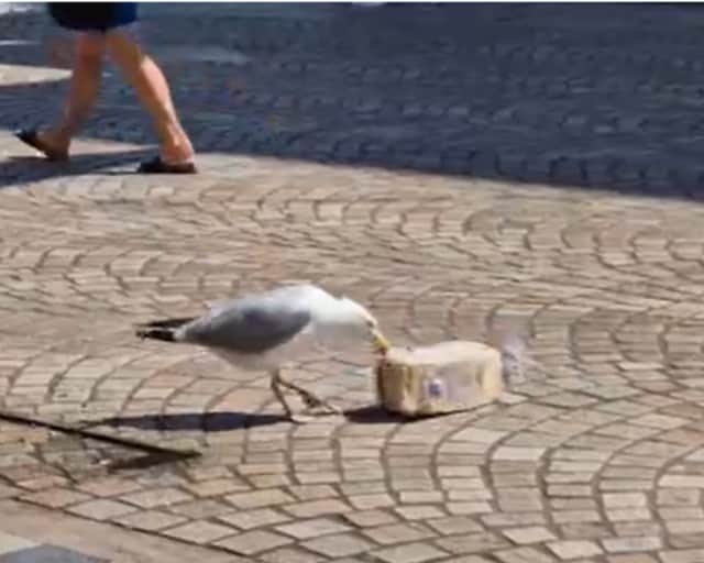 seagull steals loaf of bread on Blackpool high street