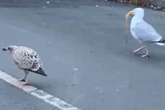 The seagull running down the street with the snake-like creature in its beak, closely followed by another feathered friend/foe.
