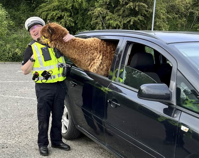 Annie the alpaca in her Vauxhall, charming a traffic cop.