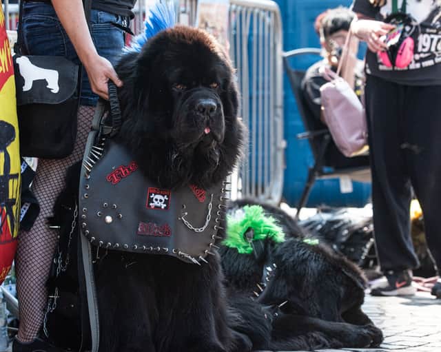 Punk dogs of Rebellion festival