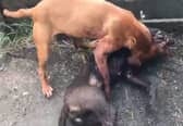 Dog fighting reports by the RPSCA reach a four year high with Lancashire named as a hotspot.