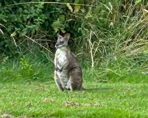 The wallaby spotted at Oakmere Golf Club, Nottinghamshire.