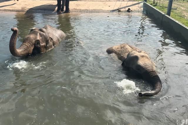 Blackpool Zoo has released adorable pictures of pregnant elephants Noorjahan and Esha at an aqua-natal class.