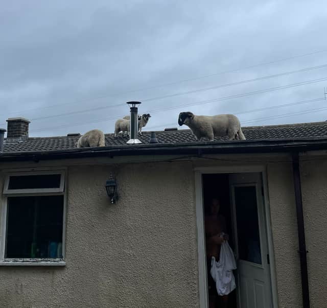 A Lancashire homeowner has described the 'hilarious' moment when she found a flock of sheep walking around on her roof.