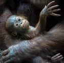 Blackpook Zoo's baby Rufus