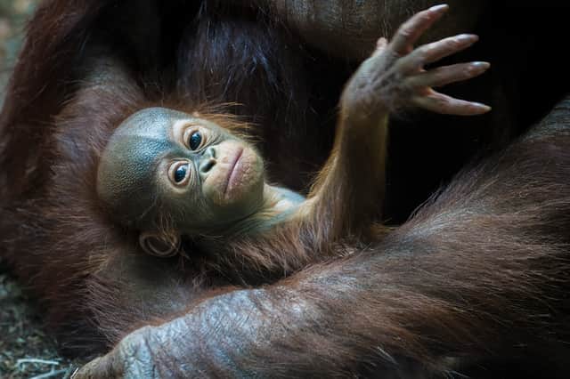 Blackpook Zoo's baby Rufus