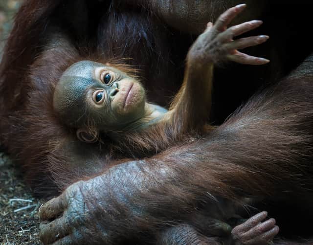 A Baby Orangutan was born at Blackpool Zoo and named Rufus after the Mascot for Calea Homecare. The charity supports children with acute and chronic medical conditions.