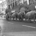 Elephants in convoy as they arrive at the Tower Circus