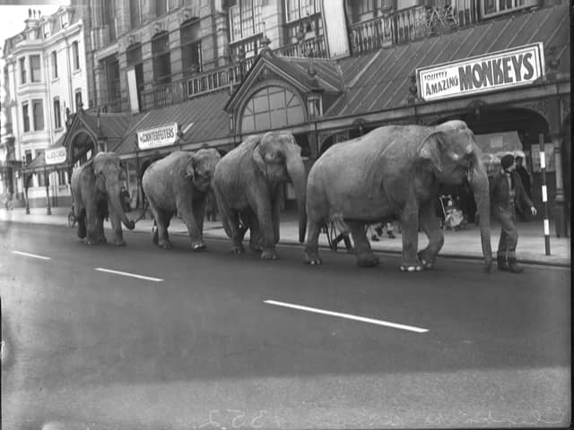 Elephants in convoy as they arrive at the Tower Circus