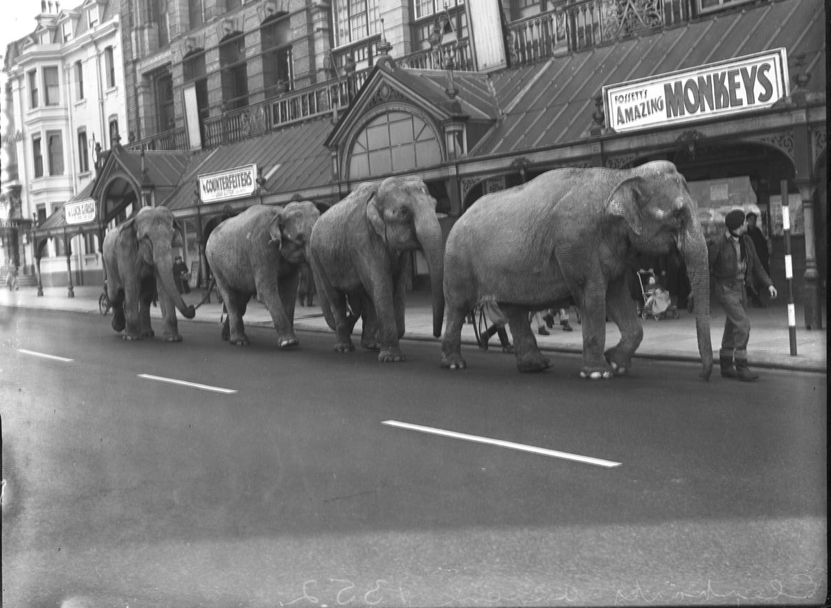 13 historical pictures of the much-loved elephants that performed at ...