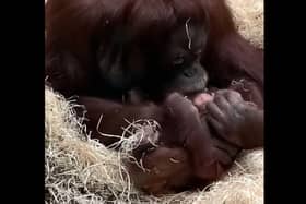 Adorable footage shows 14-month old Jarang the orangutan being cuddled by his mum, Jingga, at Blackpool Zoo. 