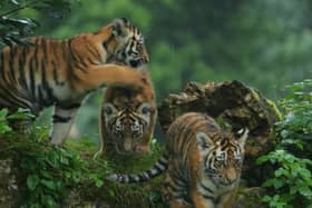 Super-cute rare tiger cubs play in the rain at UK safari park