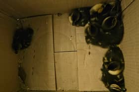 The poor little ducklings have been left without their mother thanks to the callous actions of a BMW driver. 