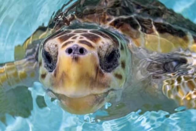 Miracle turtle Nazaré.