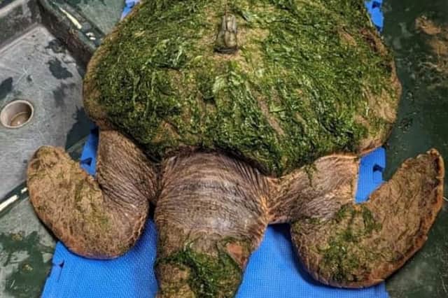 The sea turtle was found stranded on a beach in Barrow-in-Furness in February this year, just 12 months after previously being rescued and rehabilitated.
