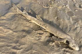 A family from Scotland holidaying in Blackpool found a deceased shark on the beach