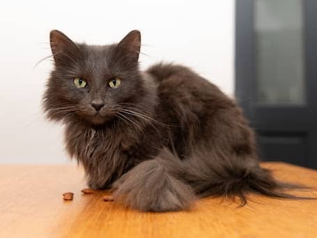 Mouse the cat, back at home after going missing for 15 days