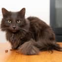 Mouse the cat, back at home after going missing for 15 days