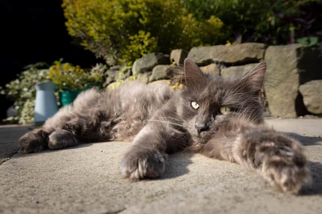 Mouse the cat