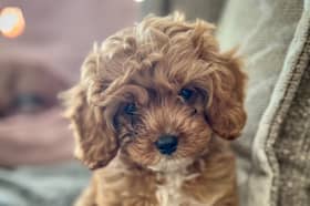 Ted the cavapoo puppy