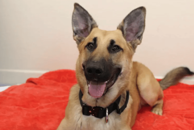 One responder said she’d only go back into the office if she could bring her dog