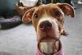 Gorgeous Wren has now been adopted and is living her best life. 