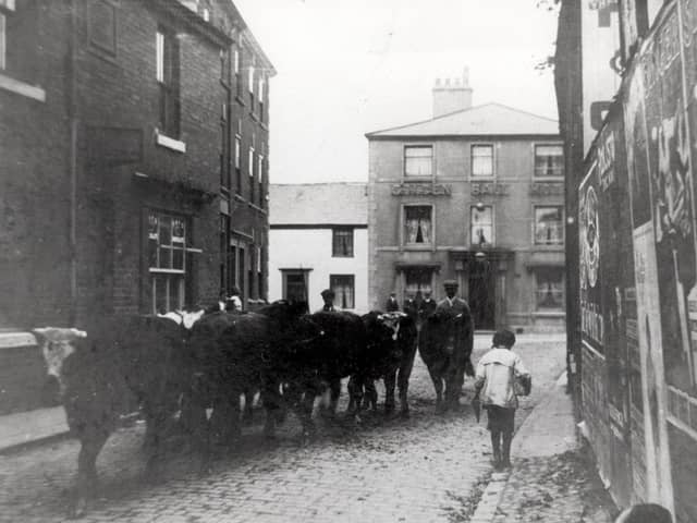 Historic Poulton with cattle being led from  the cattle market which was held on land behind the Golden Ball ( in the background ). The land and buildings , which were once used as stables and sheds for the cattle, are to be redeveloped by Booths who are building a new supermarket on the site