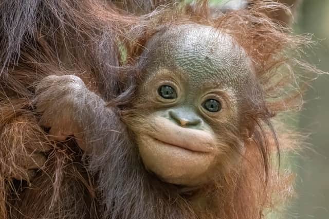 Jarang the baby orangutan facing pioneering surgery at Blackpool Zoo