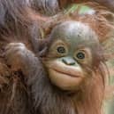 Jarang the baby orangutan facing pioneering surgery at Blackpool Zoo