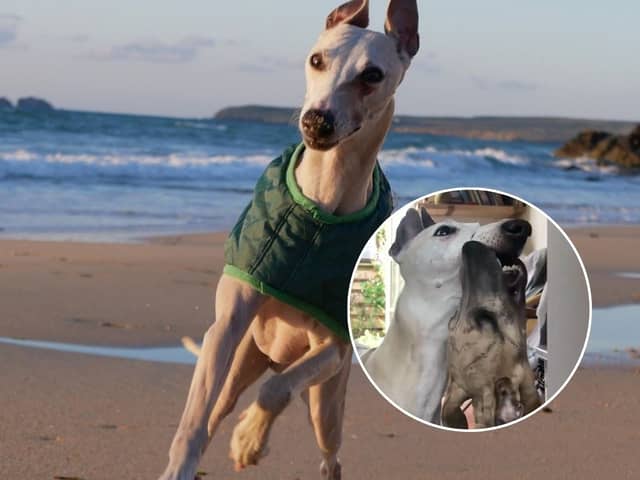 Billy the whippet was just two when he ingested something which contained Neospora caninum parasites, impacting his ability to walk.