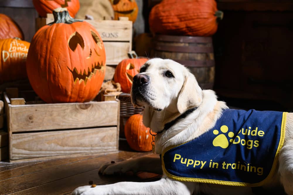 The event trains guide dogs to familiarise them with new environments, ensuring they can confidently guide their owners during the Halloween period