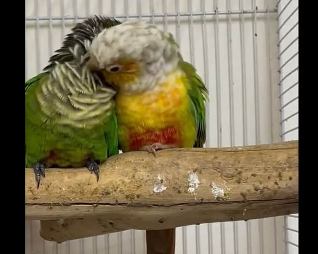 Meet Lemon and Lime - two conures who are 'inseparable' and live at Hugo's Animal Sanctuary.