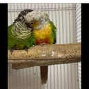 Meet Lemon and Lime - two conures who are 'inseparable' and live at Hugo's Animal Sanctuary.