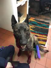 Meet three legged rescue dog Peggy who has turned her teddies into tripods
