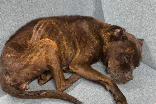 Molly was found with wounds similar to dog fighting.