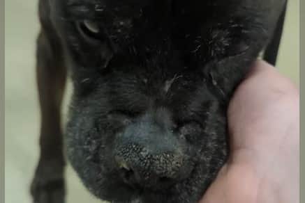 Molly will be having more tests tomorrow to determine the extent of her condition and this will enable a more informed choice on the next steps to take.