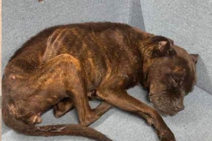 The heartbreaking pictures shown by Homeward Bound of Molly in a horrific state has captured the attention and anger of many followers who have donated to help her get better and receive veterinary treatment.