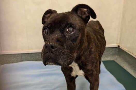 Molly the Staffy who was sold online and found under railway with horrific wounds is now eating several small meals a day and even putting on some weight.