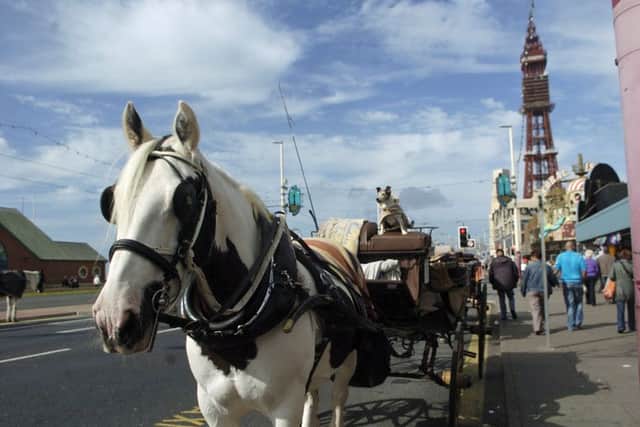 One of Blackpool's landau horses pictured on the Promenade